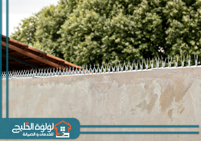 شركة مكافحة الحمام في عجمان