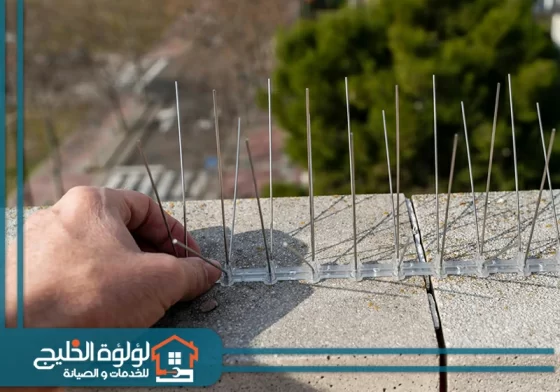 شركة مكافحة الحمام في دبي