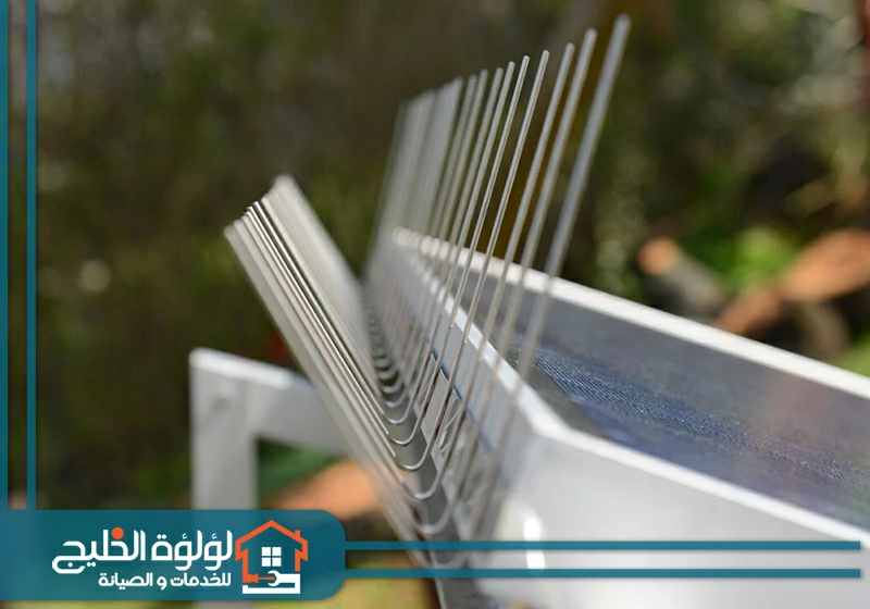 شركة مكافحة الحمام في الشارقة