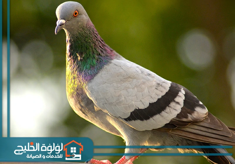 شركة مكافحة الحمام في أم القيوين