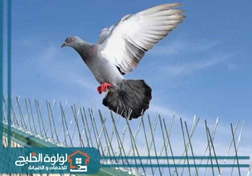 شركة مكافحة الحمام بالشارقة شركة مكافحة الحمام بالشارقة