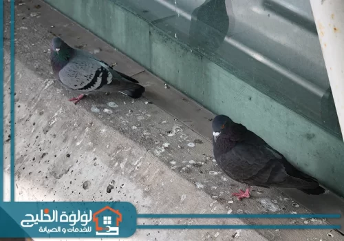 شركة مكافحة الحمام برأس الخيمة شركة مكافحة الحمام برأس الخيمة