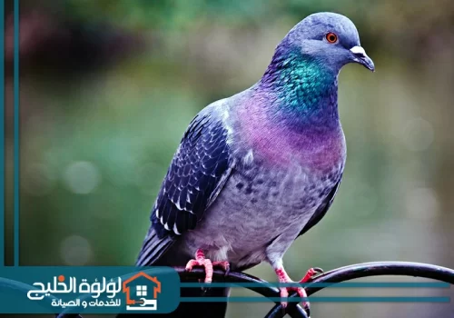 شركة مكافحة الحمام بأم القيوين شركة مكافحة الحمام بأم القيوين