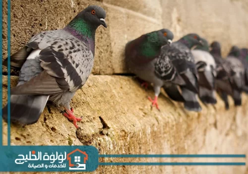 شركة مكافحة الطيور في رأس الخيمة شركة مكافحة الطيور في رأس الخيمة