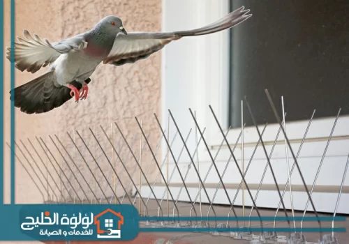 مكافحة الحمام من المنزل الشارقة مكافحة الحمام من المنزل الشارقة