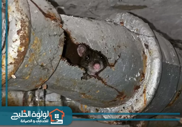 كيفية التخلص من الجرذان في المجاري