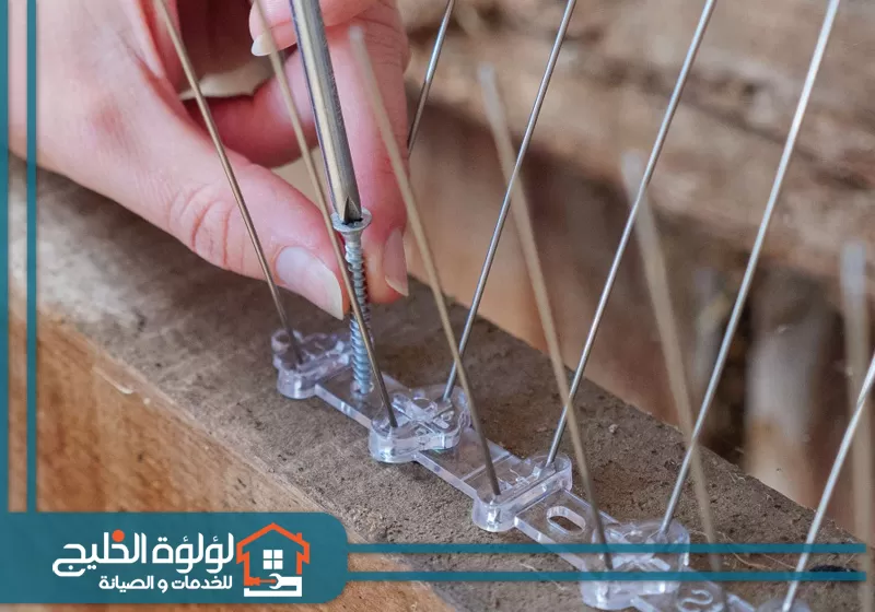 شركة مكافحة الحمام في الفجيرة