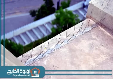 شركة مكافحة الحمام في العين